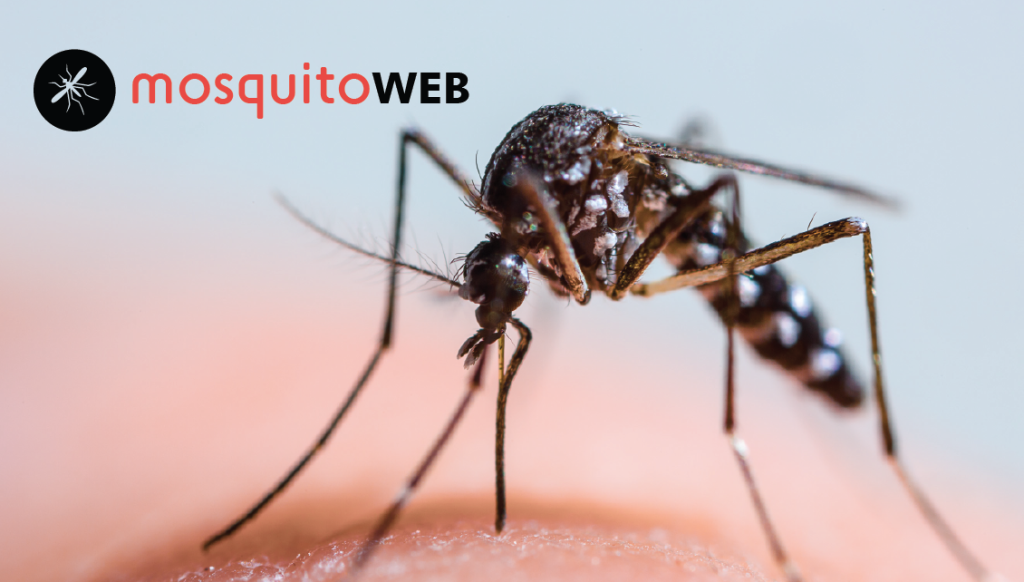 Imagem do projeto Mosquitoweb